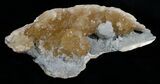 Partial Crystal Filled Fossil Clam - Rucks Pit, FL #5538-2